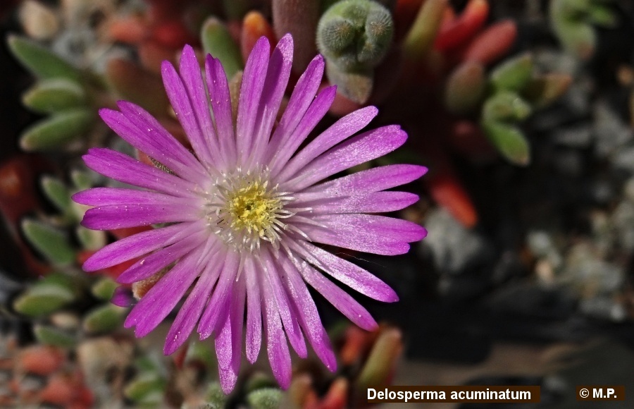 Delosperma acuminatum